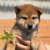 柴犬(標準サイズ)
