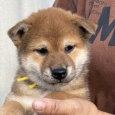 柴犬(標準サイズ)