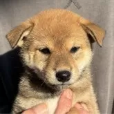 柴犬(標準サイズ)【宮崎県・女の子・2024年10月1日・赤】の写真1