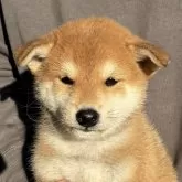 柴犬(標準サイズ)【宮崎県・男の子・2024年10月1日・赤】の写真3