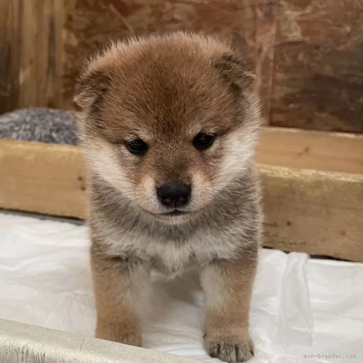 ID：2403-03048の子犬