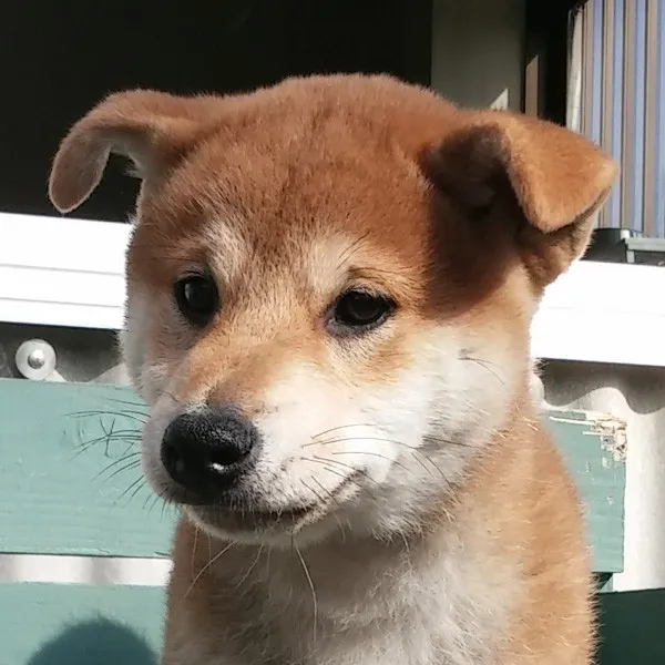 ID：1404-01279の子犬