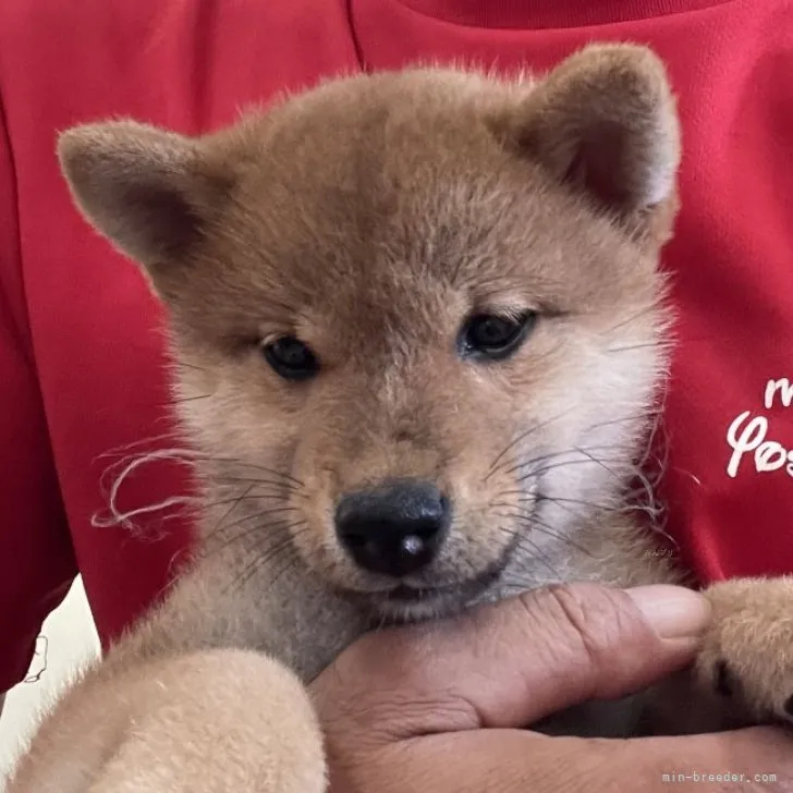 ID:2308-05216の子犬
