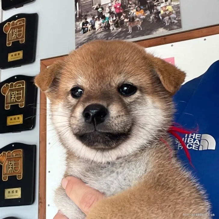 ID：2307-04942の子犬