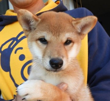 柴犬(標準サイズ)【宮崎県・女の子・2019年9月6日・赤】の写真「とてもお利口さんです」
