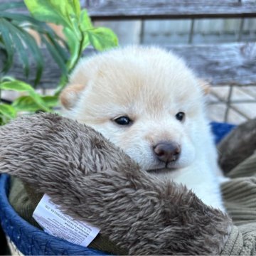 柴犬(標準サイズ)【宮崎県・男の子・2024年8月28日・白】の写真「つぶらな瞳の男の子」