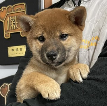 柴犬(標準サイズ)【宮崎県・女の子・2023年10月2日・赤】の写真「人懐っこい女の子」