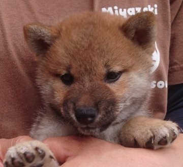 柴犬(標準サイズ)【宮崎県・女の子・2018年4月6日・赤】の写真「超優良血統の美犬」