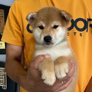 柴犬(標準サイズ)【宮崎県・女の子・2022年7月25日・赤】の写真「美形の女の子」