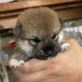 柴犬(標準サイズ)【宮崎県・女の子・2024年8月24日・赤】の写真5