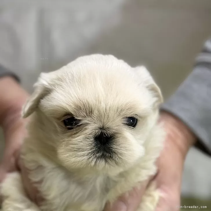 ID:2411-02867の子犬