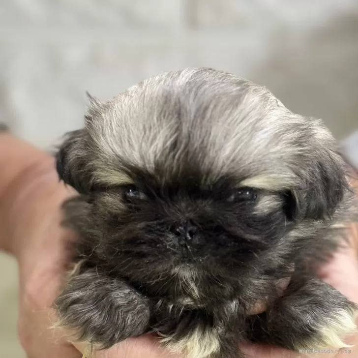 ID:2411-02872の子犬