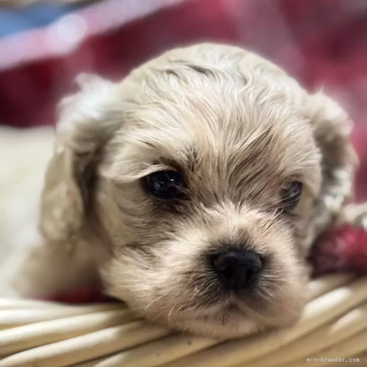 ID：2504-05173の子犬