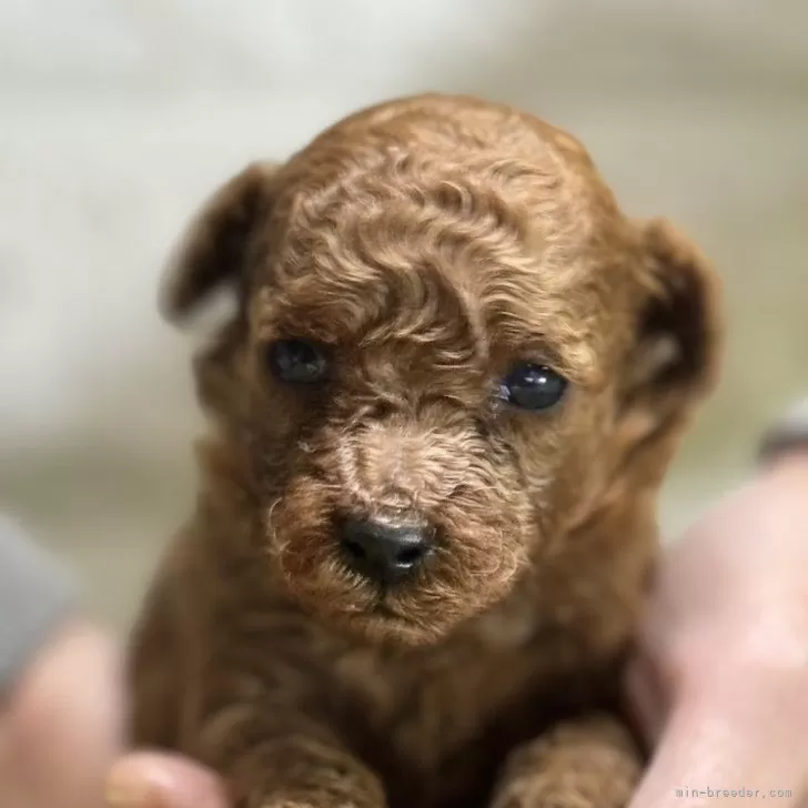 ID:2411-06065の子犬