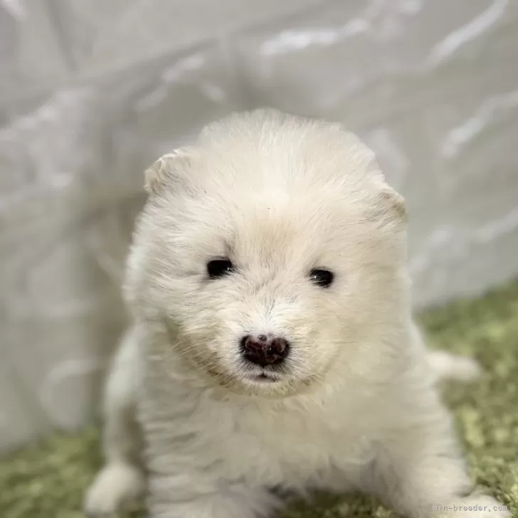 H.S 様のお迎えした子犬