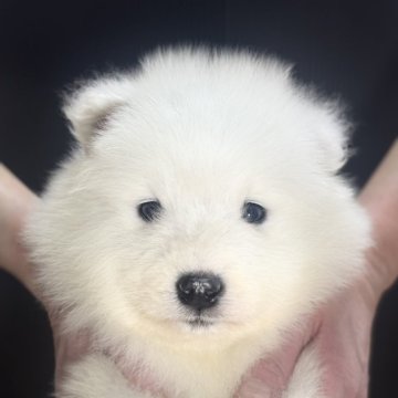 サモエド【埼玉県・男の子・2025年1月28日・ホワイト】の写真「もふもふな男の子🐶」