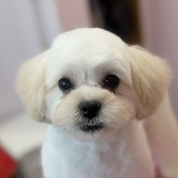 ペキプー(トイプードル×ペキニーズ)【埼玉県・女の子・2025年7月26日・ホワイト&クリーム】の写真「ママ似でとても可愛い女の子です🩷」