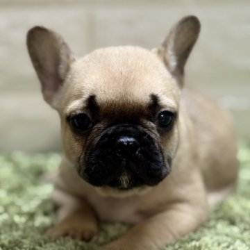 フレンチブルドッグ【埼玉県・女の子・2025年9月27日・フォーン】の写真「眠そうなお目目がたまらない🐶」