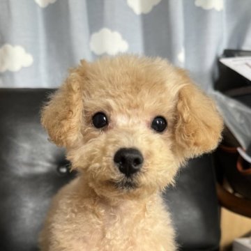 トイプードル(タイニー)【埼玉県・男の子・2024年7月20日・クリーム】の写真「かなり小ぶりな男の子🐶」