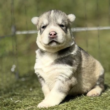 シベリアンハスキー【埼玉県・女の子・2025年9月14日・シルバー&ホワイト】の写真「優しいお顔の男の子🐶」