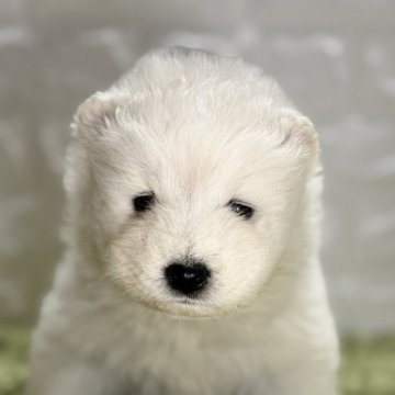 サモエド【埼玉県・女の子・2025年4月1日・ホワイト】の写真「ふわふわシロクマ🐻‍❄️ちゃん」