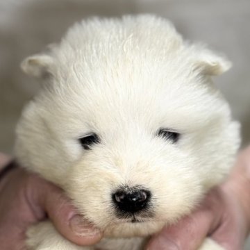 サモエド【埼玉県・男の子・2025年3月7日・ホワイト】の写真「ふわふわでもこもこで可愛い男の子🐶」