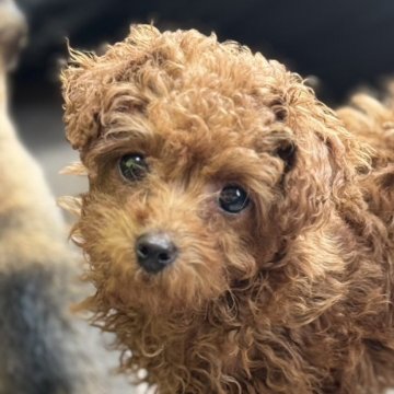 トイプードル(タイニー)【埼玉県・女の子・2024年12月21日・レッド】の写真「小さめで可愛い女の子🐶」