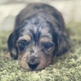 ミニチュアダックスフンド(ロング)