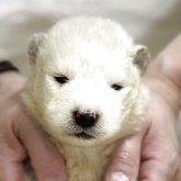 サモエド