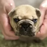 フレンチブルドッグ