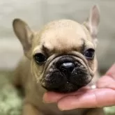 フレンチブルドッグ