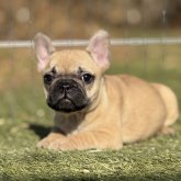 フレンチブルドッグ