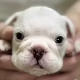 ブルドッグ