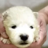 サモエド