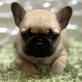 フレンチブルドッグ