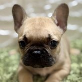 フレンチブルドッグ