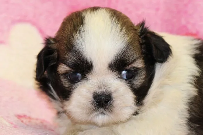 ID:1410-00311の子犬