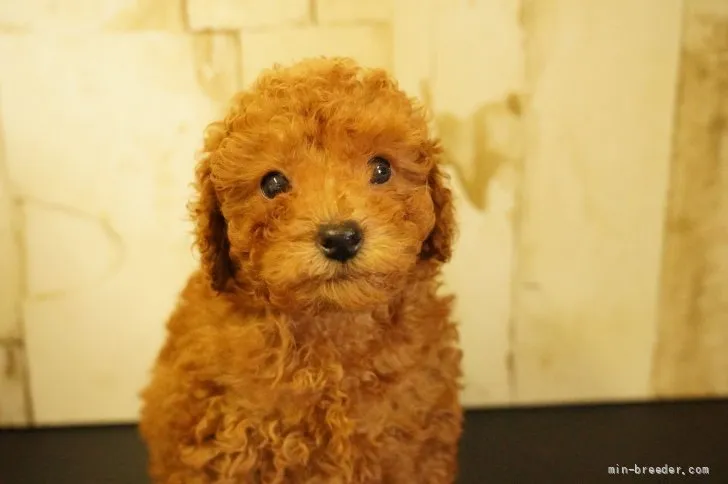 ID：2203-00606の子犬