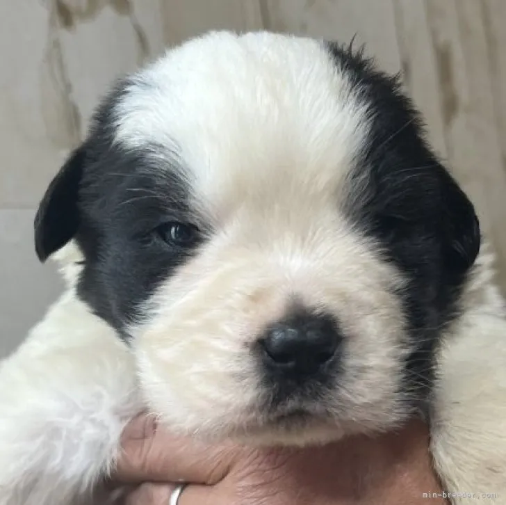 ID：2305-04200の子犬