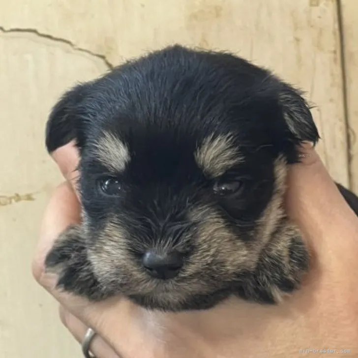 ID：2311-05322の子犬