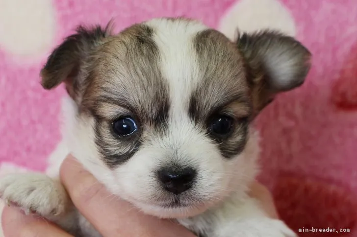 ID：1704-02010の子犬