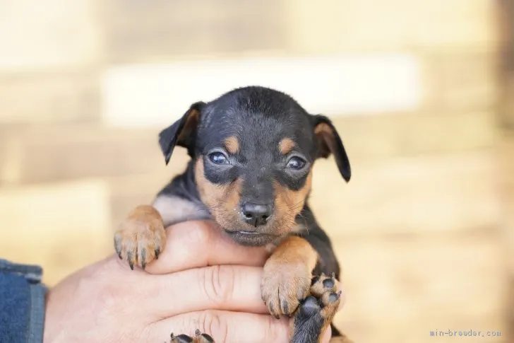 ID：2012-03005の子犬