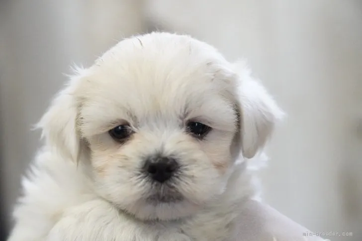 ID:2203-00601の子犬