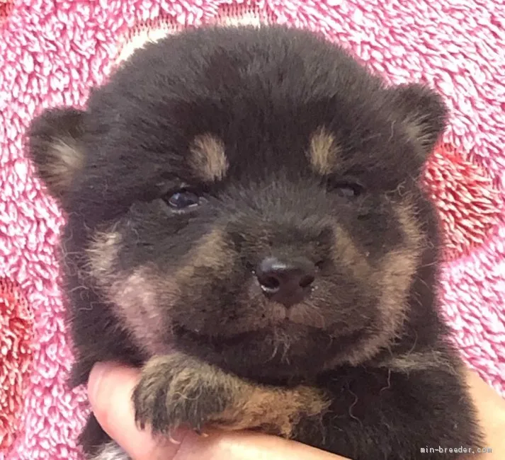 ID:1905-01450の子犬