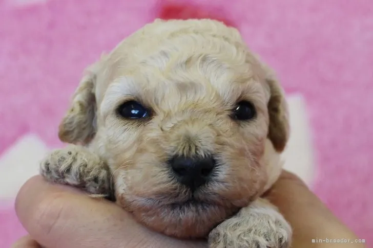 ID：1709-02029の子犬