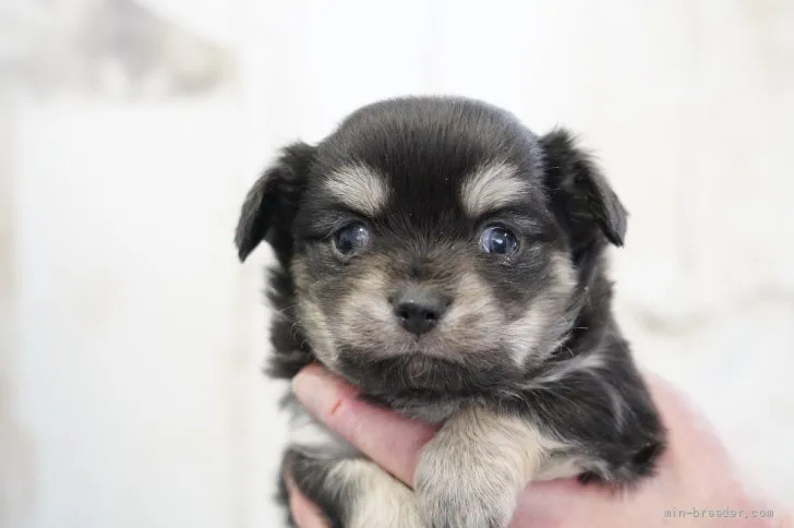 ID:2112-02375の子犬