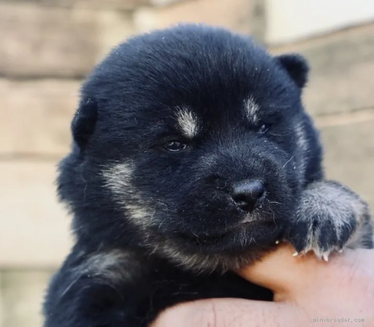ID：2002-00516の子犬
