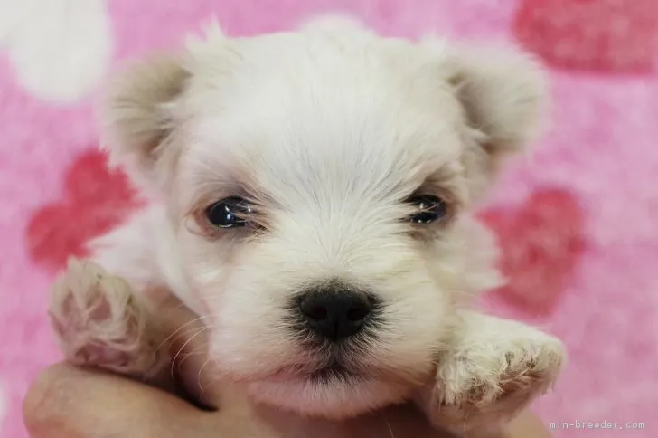 ID：1805-02146の子犬