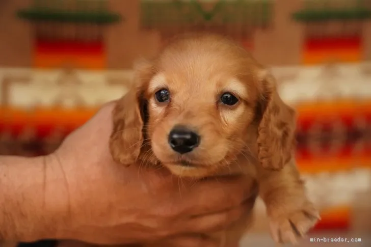 ID：2102-00798の子犬