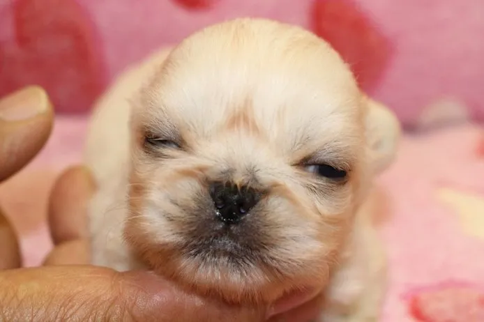 ID：1410-00317の子犬